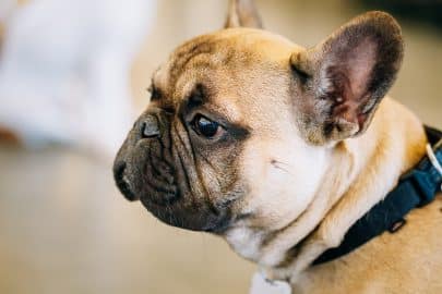 Dog French Bulldog