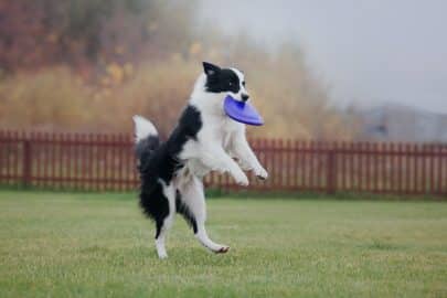 Dog frisbee. Dog catching flying disk in jump, pet playing outdoors in a park. Sporting event, achie