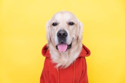 Dog in a red sweatshirt with a hood.