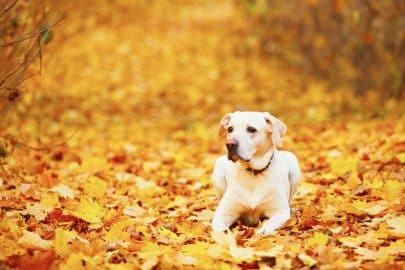 Dog in autumn