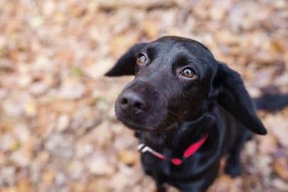 Dog in forest