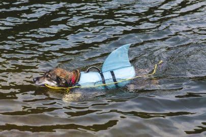 Dog in Shark Life Jacket