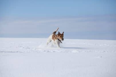 Dog in snow