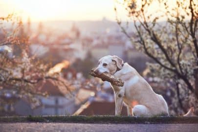 Dog is in spring nature