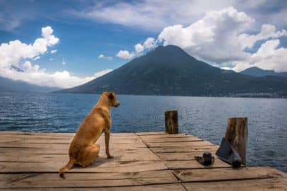 Dog looking to horizon at Atitlan Lake with San Pedro volcano - San Marcos la Laguna, Guatemala