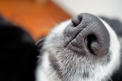 Dog nose