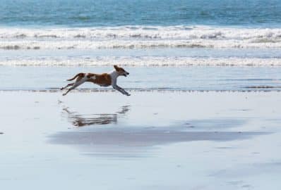 Dog on the beach