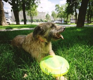 Dog on the grass