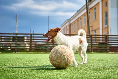 DOg play football on the field