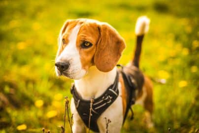 Dog portrait in harness on meadow.