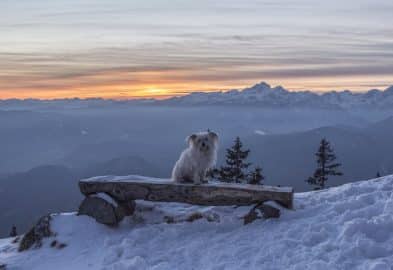 Dog posing on the bench with winter sunset in the mountains behind in the background