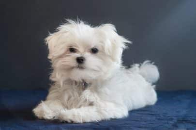 Dog,Puppy,White Color,White Background,Small,Bichon Frise,Cute,Maltese Islands,Cut Out,Animal,Purebr