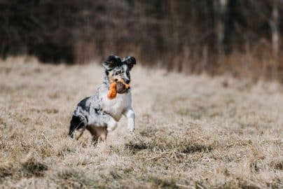 Dog running with a toy