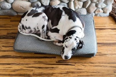 Dog sleeping on dog bed