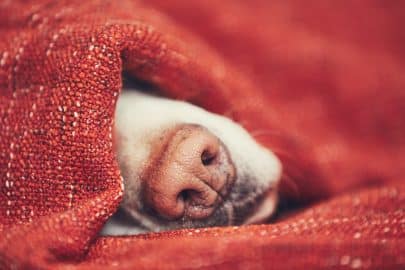 Dog sleeping wrapped in blanket