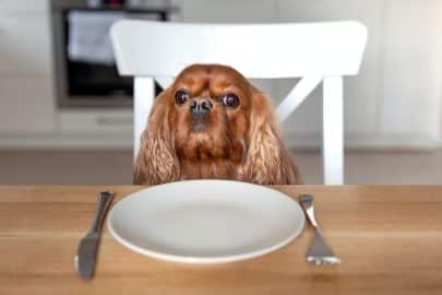 Dog waiting for food