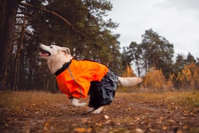 dog wearing dog waterproof coat clothes. Taking care of pets and active lifestyle concept