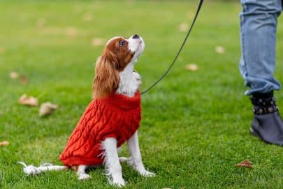 fashionable beautiful dog walks on green grass in cool autumn weather