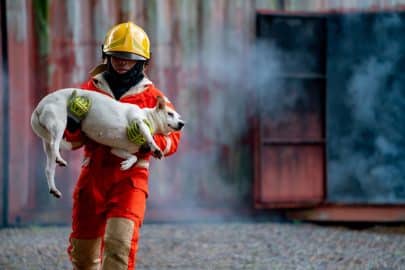 Firefighter help a dog by carry out from room with fire and smoke for safe animal of some people.