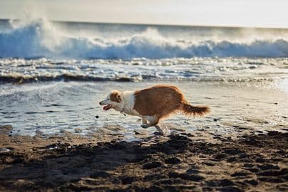 Funny dog on beach