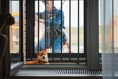 Funny dog Shiba inu and industrial climber man on safety ropes washes the facade of a build