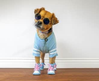 Funny dog wearing light blue outfit and sunglasses