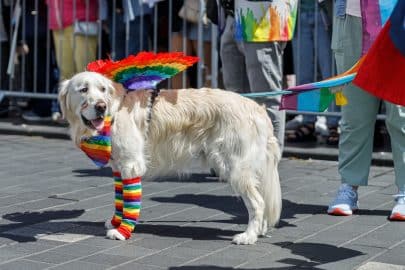 gay pride parade in the city center. a dog in the colors of the lgbt community