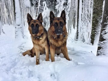 German shepherds