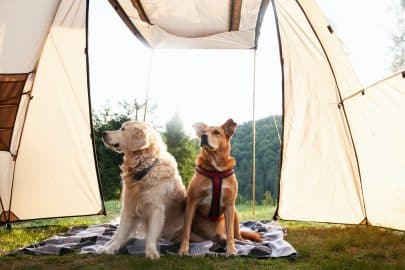 Golden retriever and red mixed breed dogs on a carpet in tent.