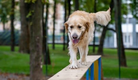 Golden retriever dog training