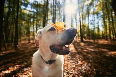 5 leuke feitjes over honden die je waarschijnlijk nog niet wist