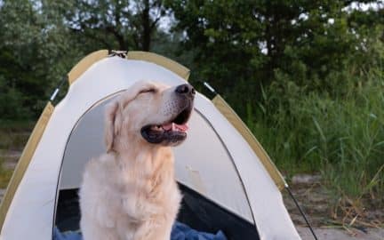 Happy dog near the camping.