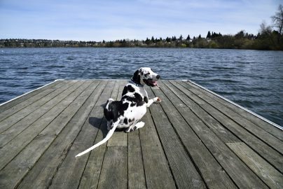 Happy dog summer lake dock