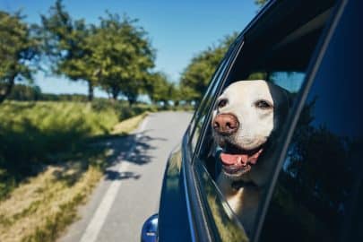 Happy dog travel by car