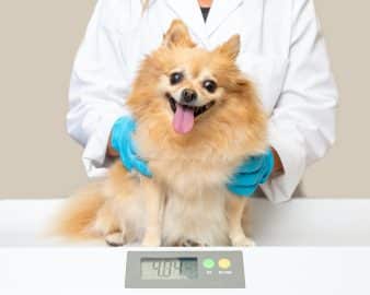 Healthy Happy Dog on Scale at Veterinary Office