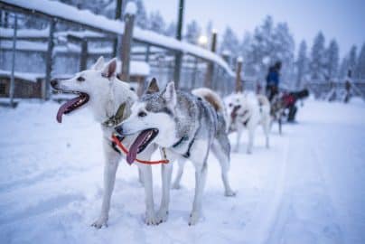 Huskies excited to be on a husky dog sledding adventure in the cold snow covered winter landscape, T