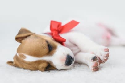 jack russel puppy with red bow