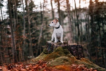 Jack russel terrier dog in autumn forest