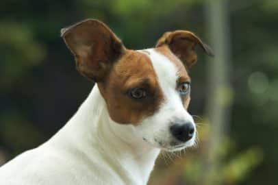 Jack Russell Terrier Portrait