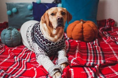 Labrador dog in a christmas sweater lying on the red blanket with decorations at home