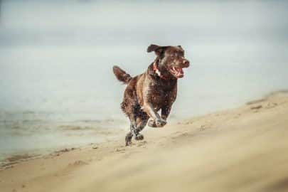 Labrador Retriever Dog breed on the field. Dog running on the green grass. Active dog outdoor.