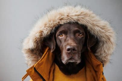 Labrador retriever dog in a fluffy hood and a yellow down jacket looks at the camera. dogs are like