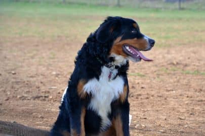 large multi-colored healthy dog with a shiny coat of fur with his tongue hanging out panting.