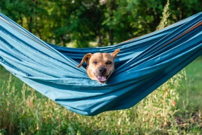 Lazy cute funny dog is resting in hammock on the nature. Relaxing time for dog on summer vacation.