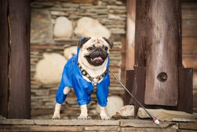 Little dog in a blue costume