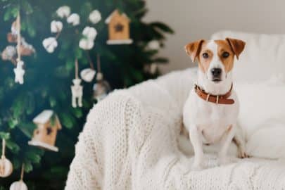 Lovely puppy wears collar around neck, poses on comfortable sofa with white plaid, being at home