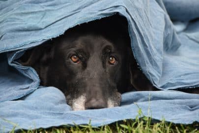 Man’s best friend, senior dog