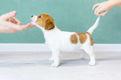 Man's hands hold the puppy by the tail and chin. Concept of dog training, preparation for the show.