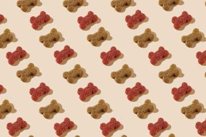 Modern pattern of dog food