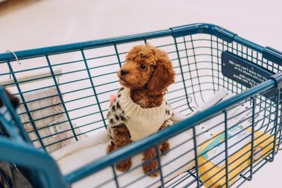 Perfect pets cute puppy dog in shopping cart at a retail store wearing dog clothes